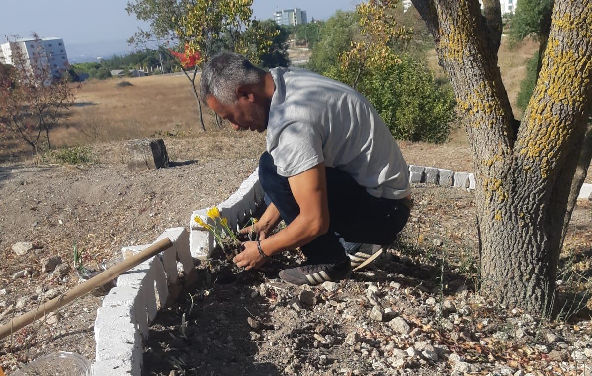 Soğanlı Bitkiler Bahçemize Yeni Bir Renk: Kara Nergis
