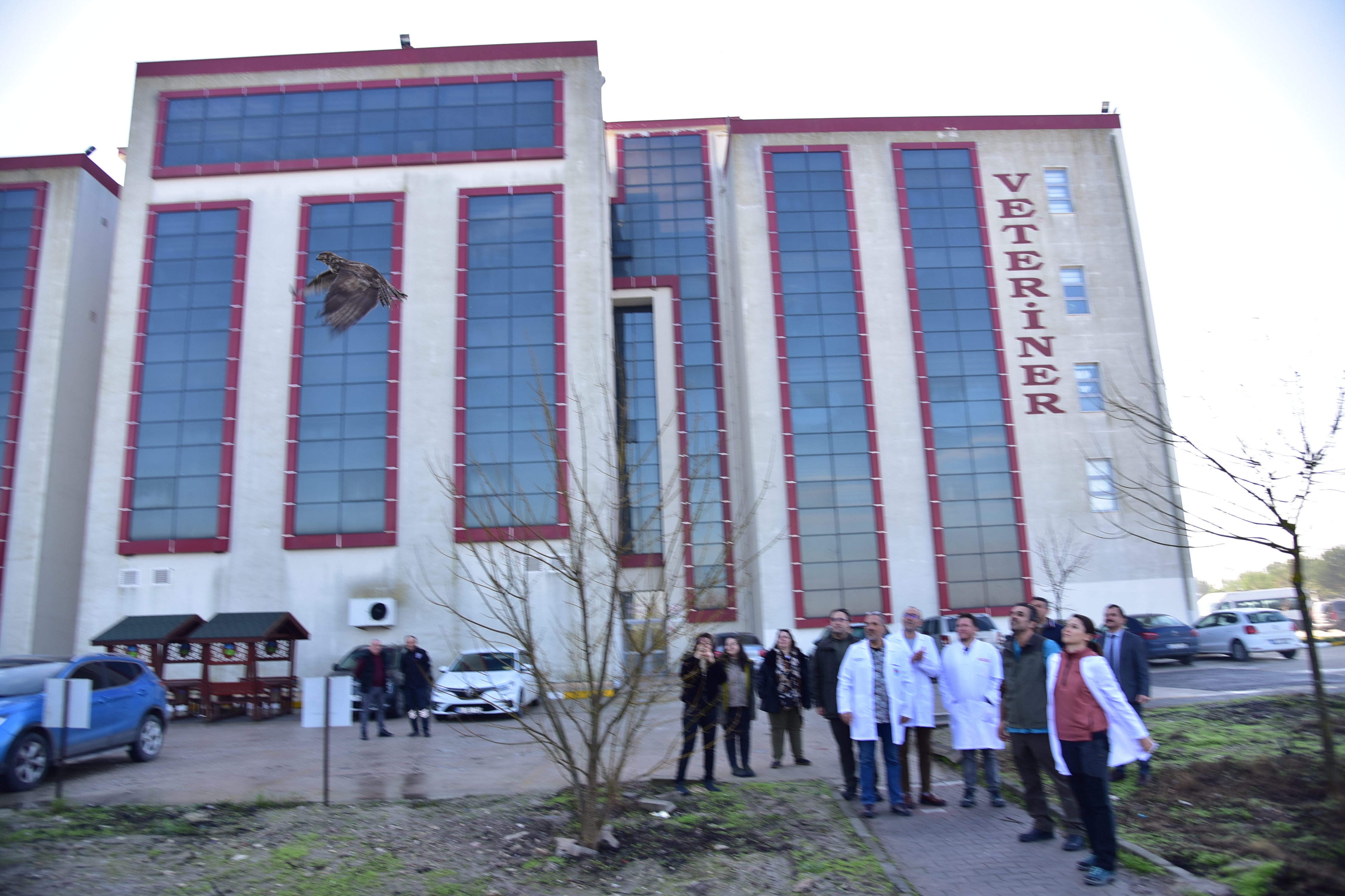 Fakültemiz Hayvan Hastanesinde Tedavi Olan Şahin, Özgürlüğe Uçtu.. 2