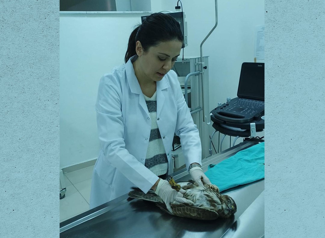 Fakültemiz Hayvan Hastanesinde Tedavi Olan Şahin, Özgürlüğe Uçtu.. 6