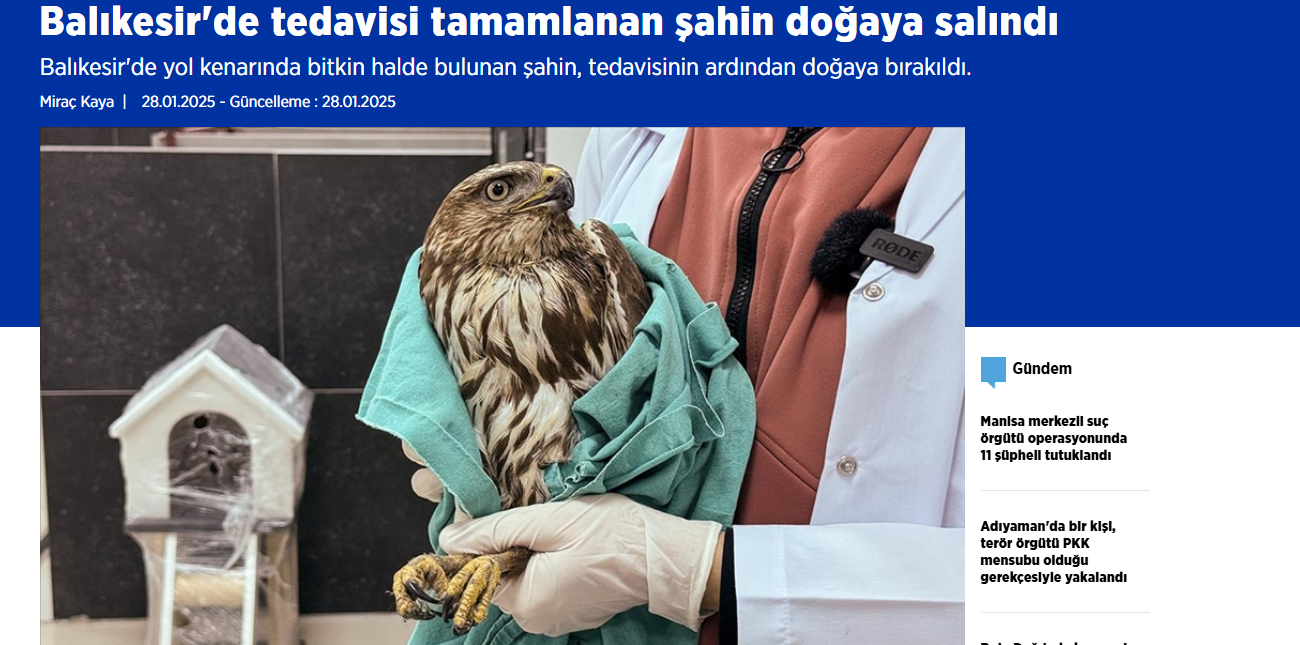 Balıkesir'de tedavisi tamamlanan şahin doğaya salındı