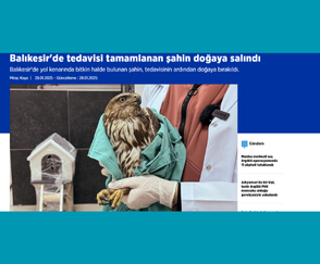 Balıkesir'de tedavisi tamamlanan şahin doğaya salındı 1