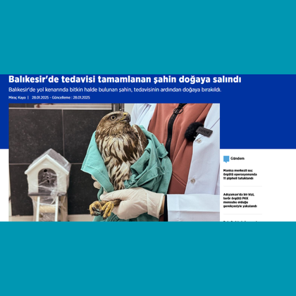Balıkesir'de tedavisi tamamlanan şahin doğaya salındı 2