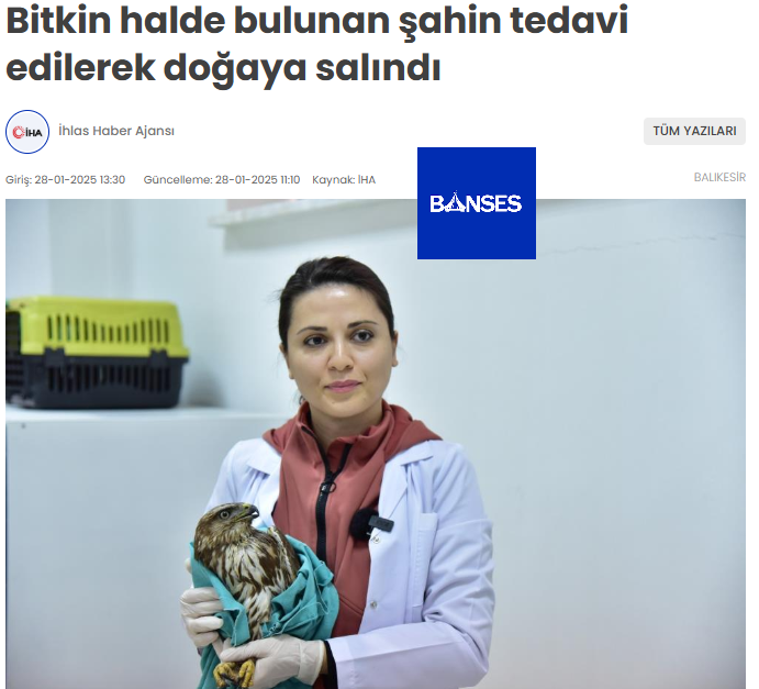 Bitkin halde bulunan şahin tedavi edilerek doğaya salındı.