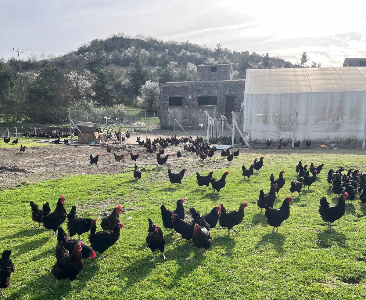 BAÜN Tarım ve Hayvancılık Alanındaki Çalışmalarına Hız Kesmeden Devam Ediyor 5