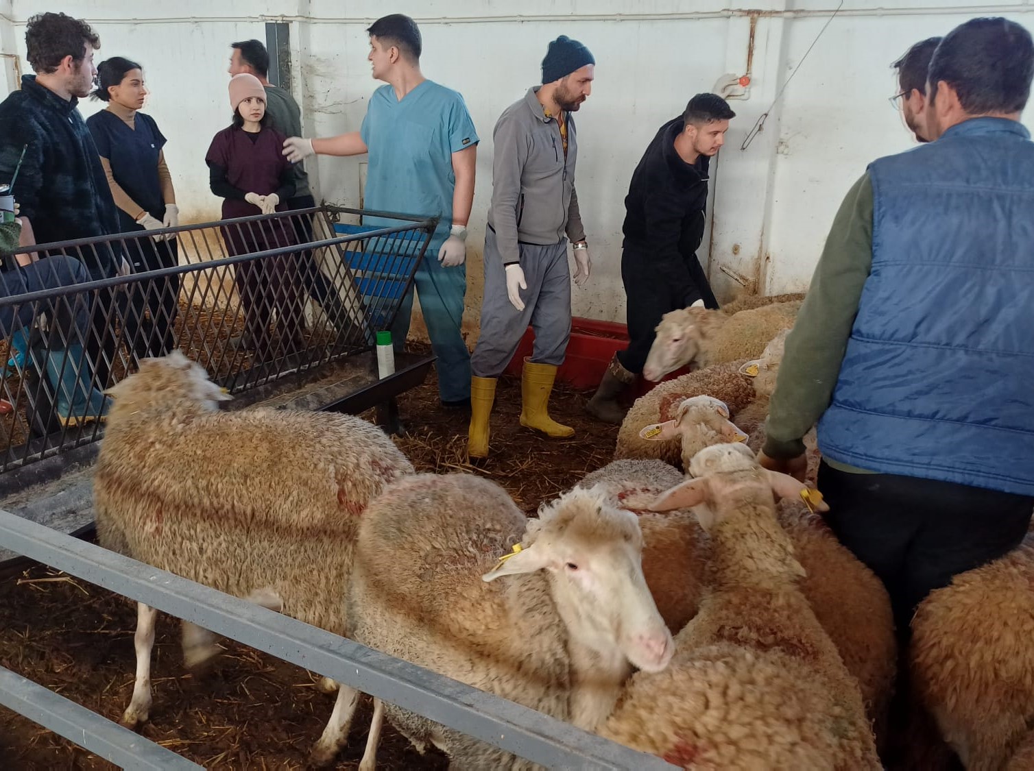 BAÜN Tarım ve Hayvancılık Alanındaki Çalışmalarına Hız Kesmeden Devam Ediyor 6