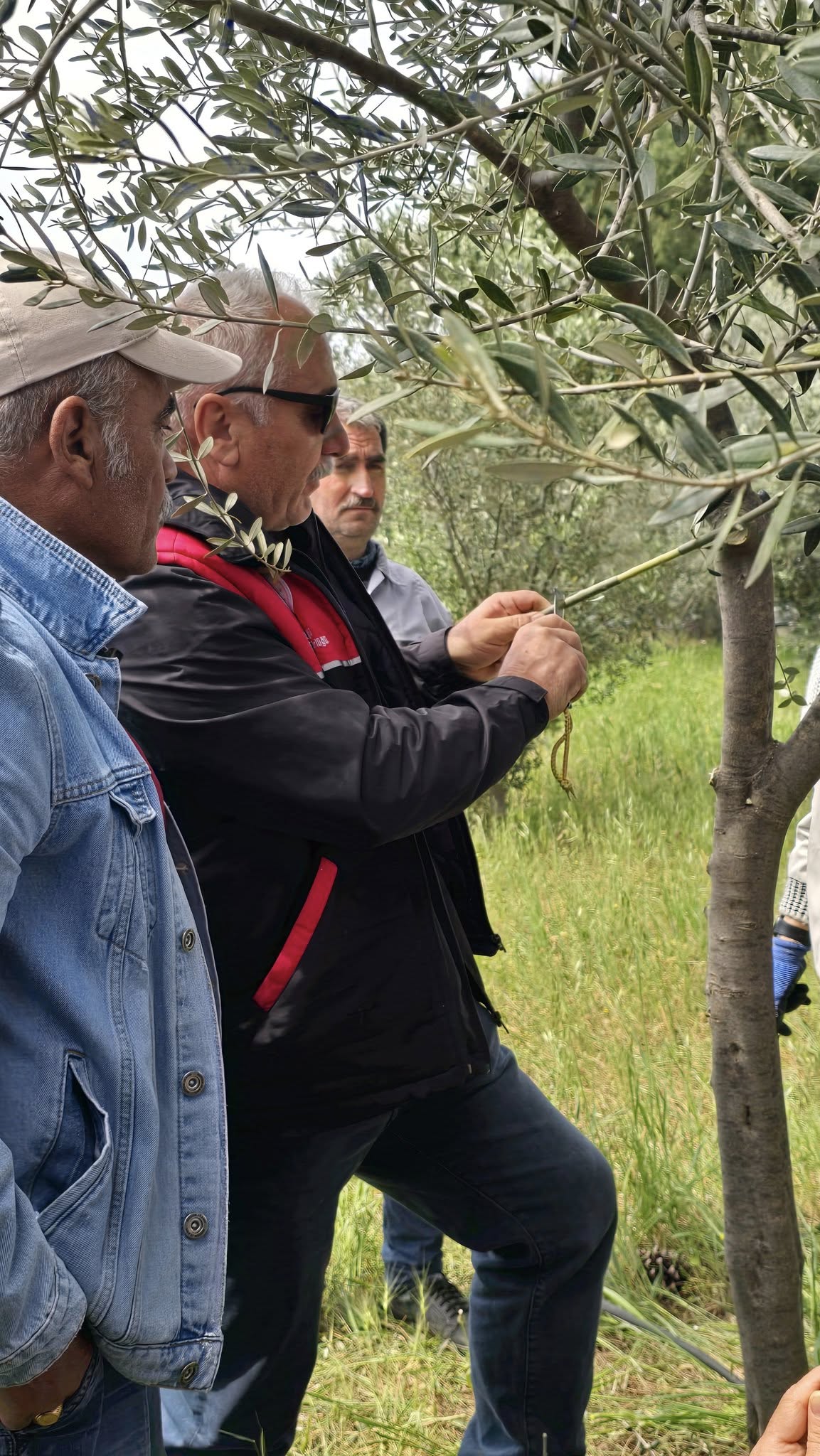 Edremit Meslek Yüksekokulunda düzenlenen "Zeytinde Aşılama" konulu eğitim programı, öğrenci ve çiftçilerin yoğun ilgisiyle gerçekleşti 7