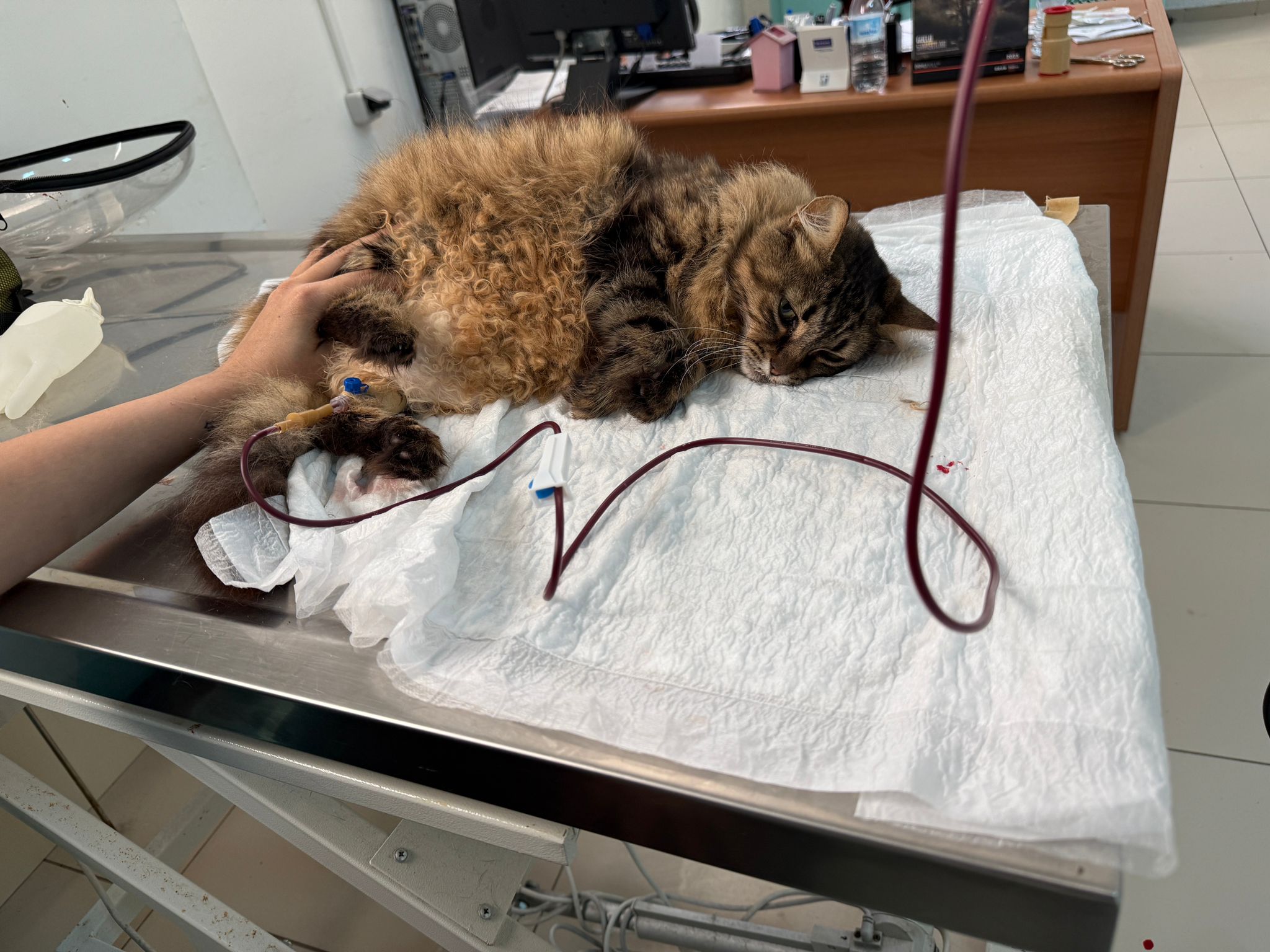 A cat brought to our faculty with severe anemia underwent a successful blood transfusion