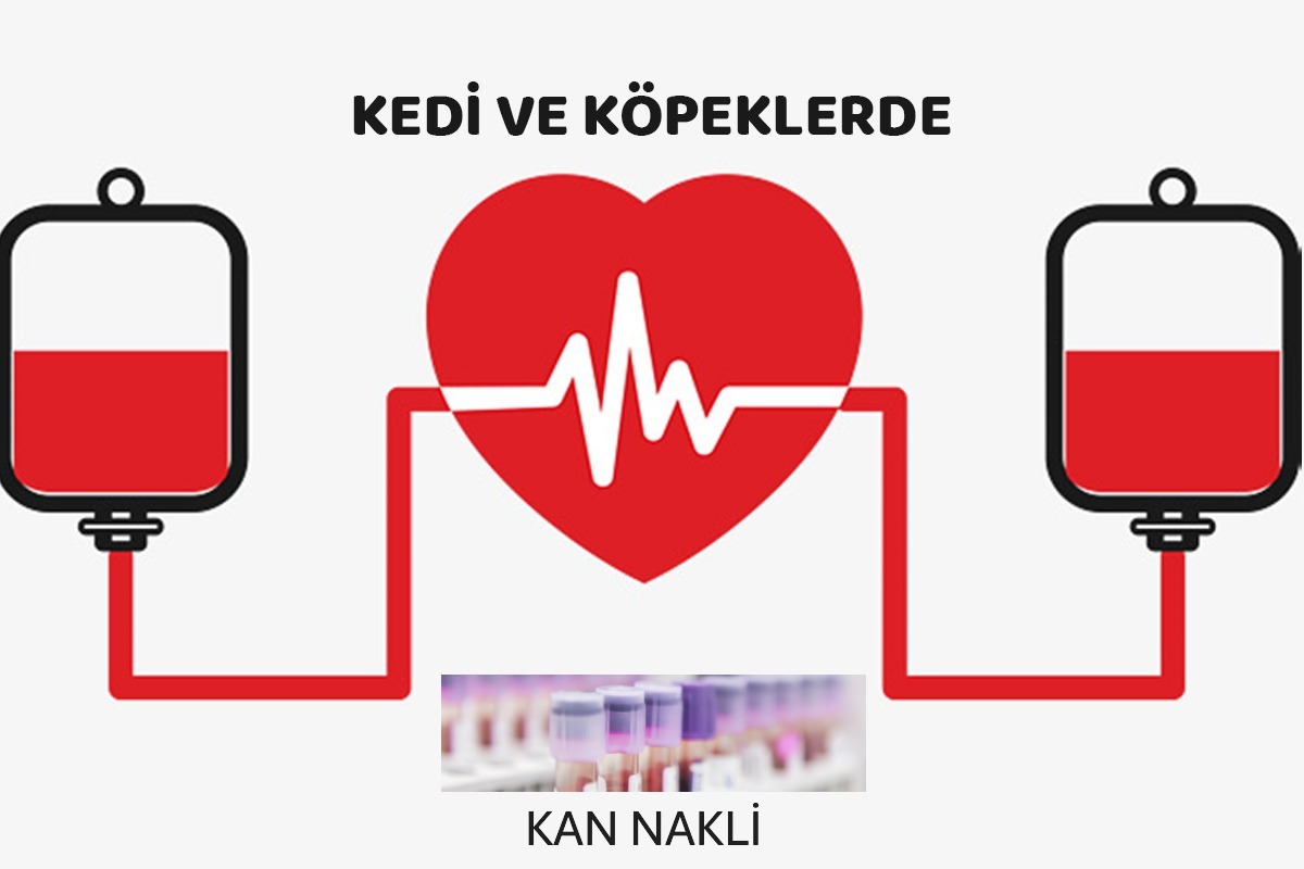 Fakültemize Şiddetli Anemili Rahatsızlığı ile Getirilen Kediye Başarılı Kan Nakli Uygulandı 3
