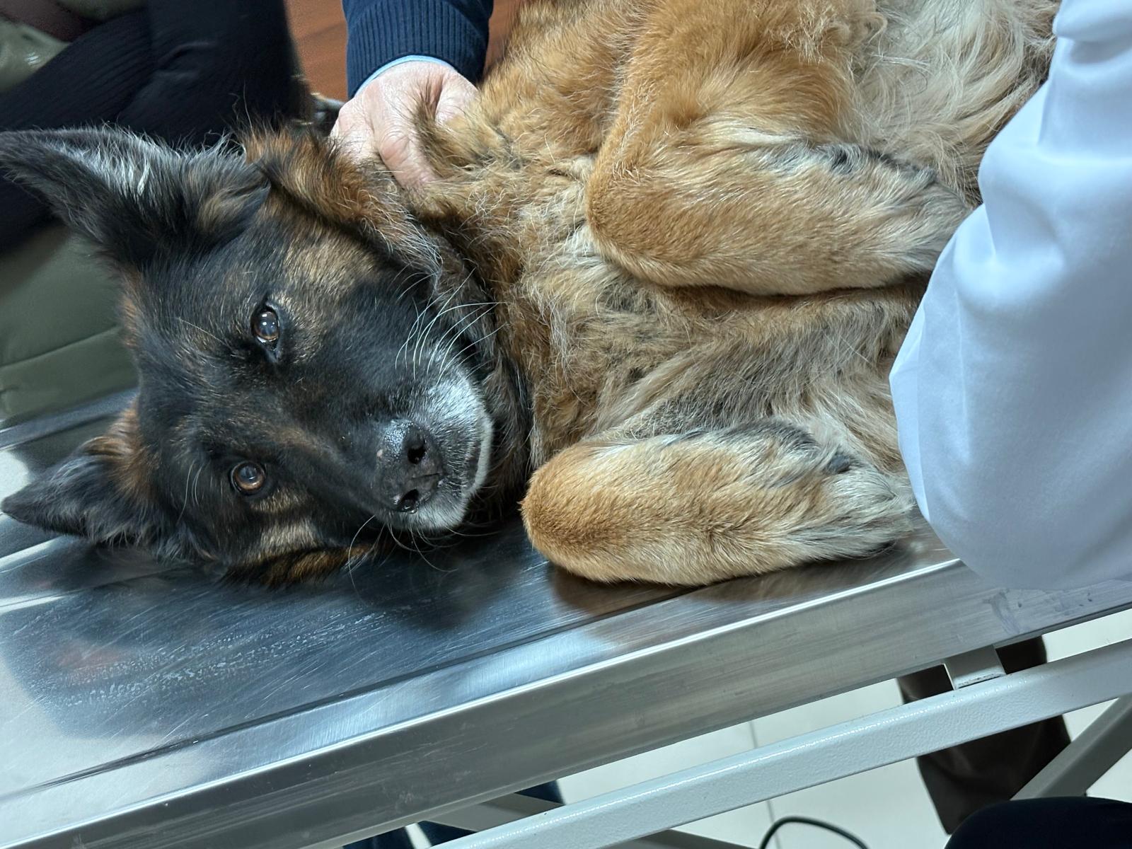 BAÜN Veteriner Fakültesi Hayvan Hastanesinden Bölge Hayvancılığına Güçlü Katkı 4