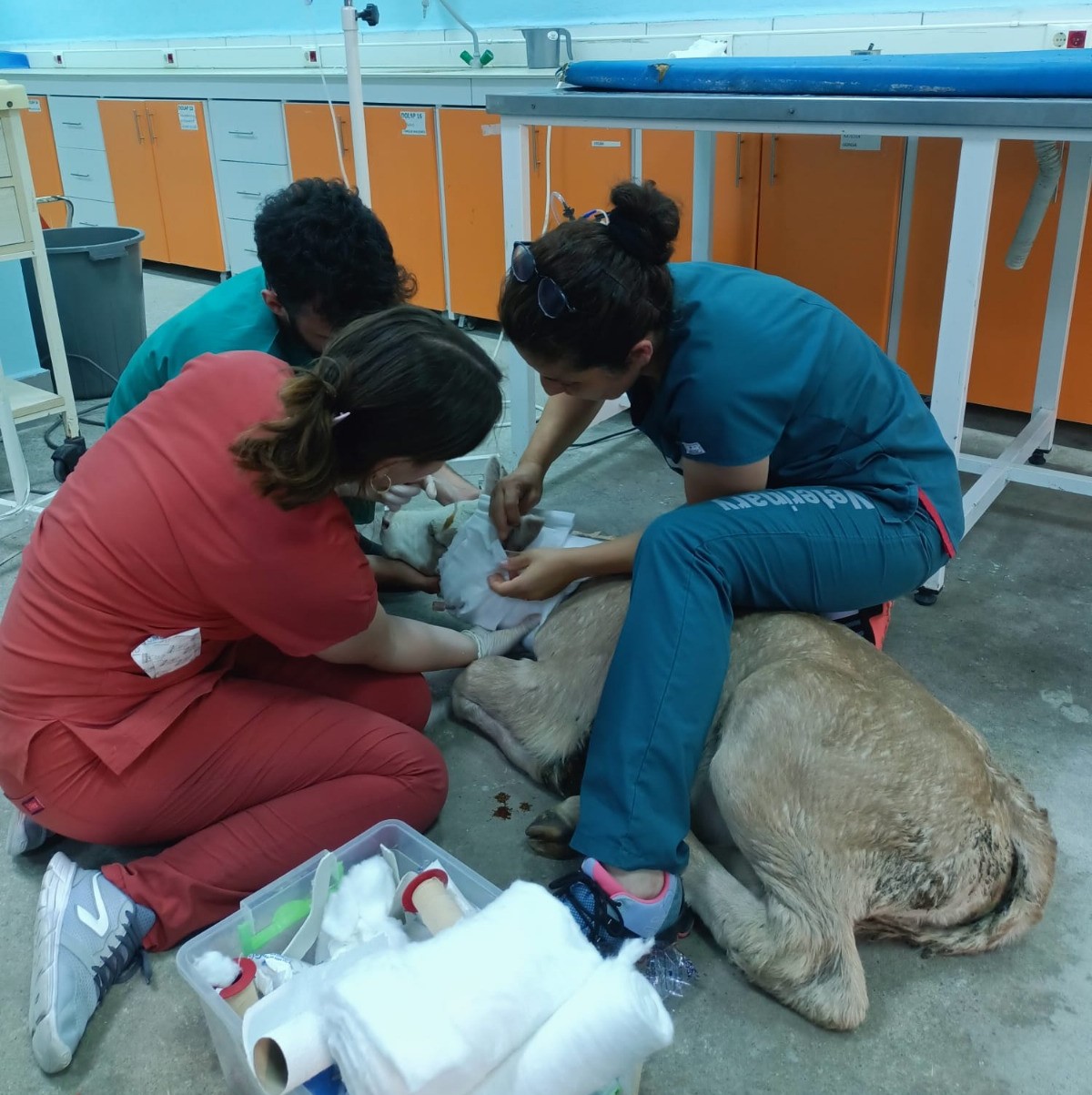 BAÜN Veteriner Fakültesi Hayvan Hastanesinden Bölge Hayvancılığına Güçlü Katkı 6
