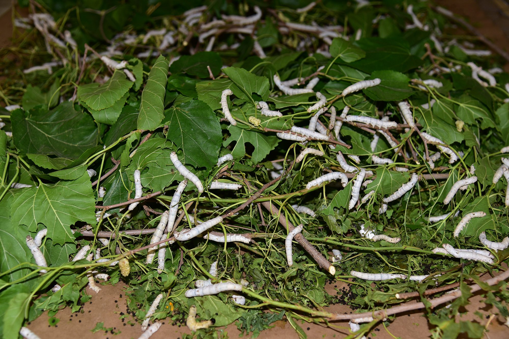 Traditional Silk Worm Farming Revived at BAÜN 5