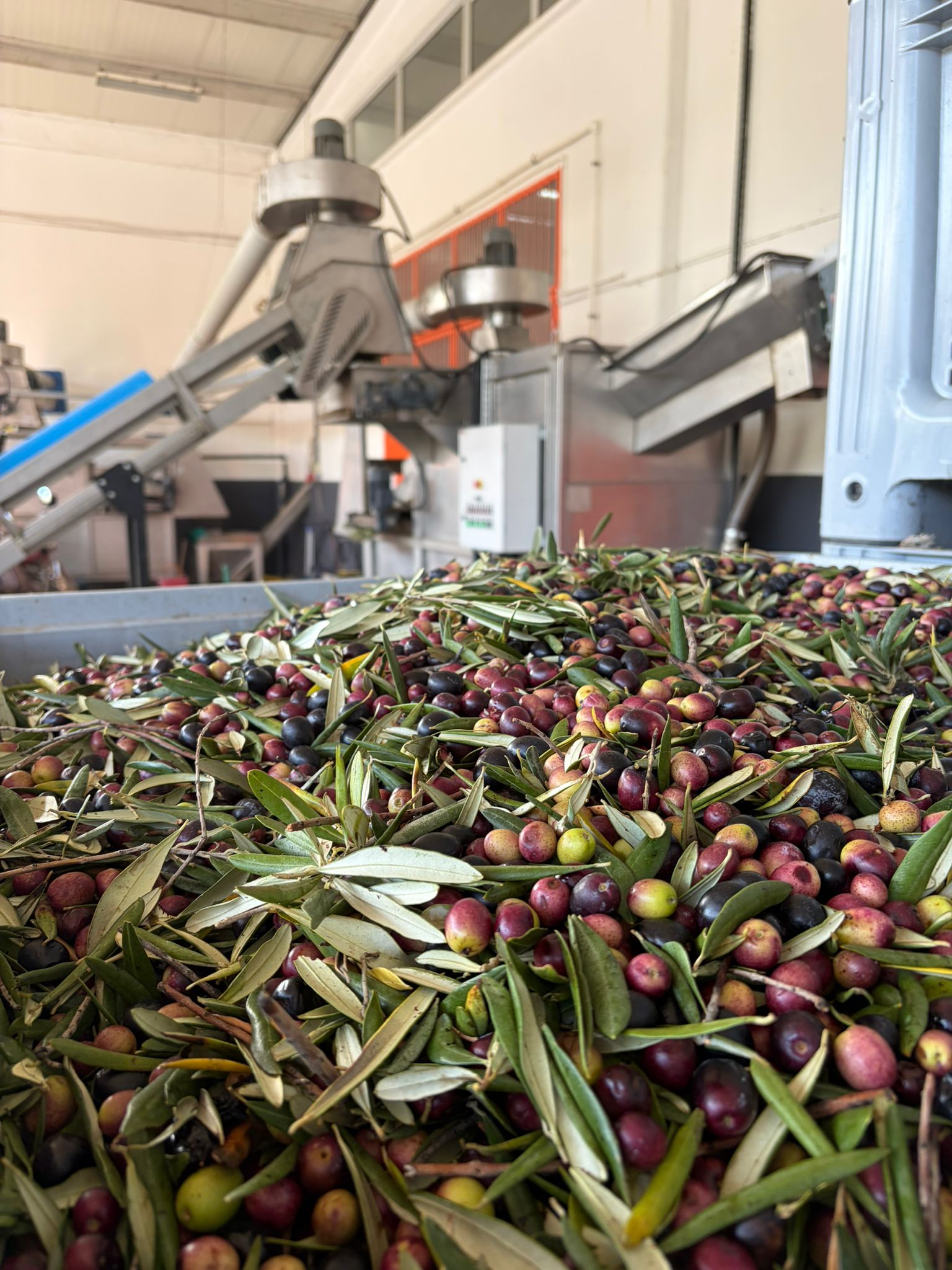 Havran MYO Öğrencilerinden Zeytinyağı Fabrikası ve Kocadağ At Çiftliği Ziyareti-Teknik Gezi 4