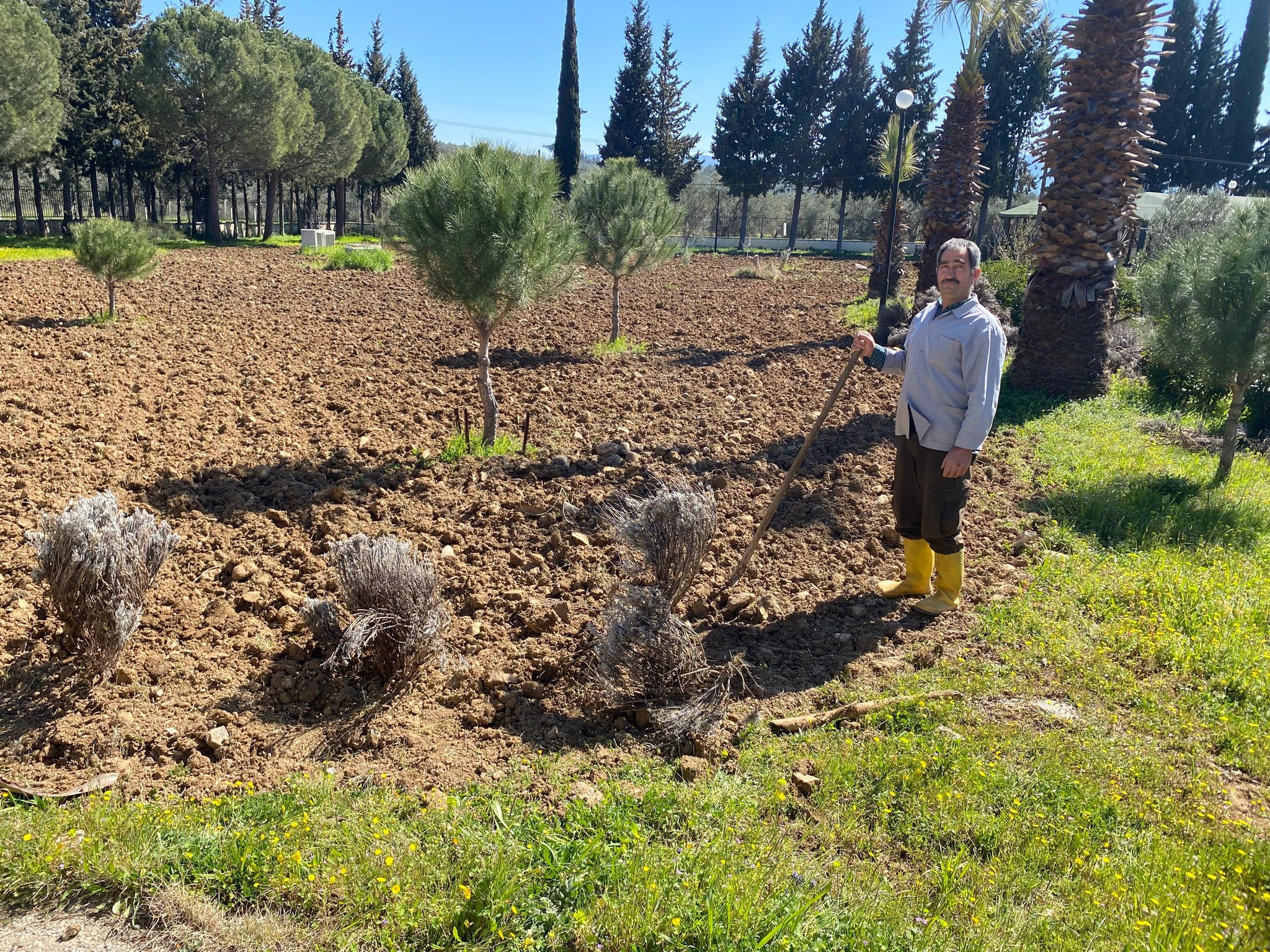 Planting work for the Lavender Garden has begun at our vocational school 2