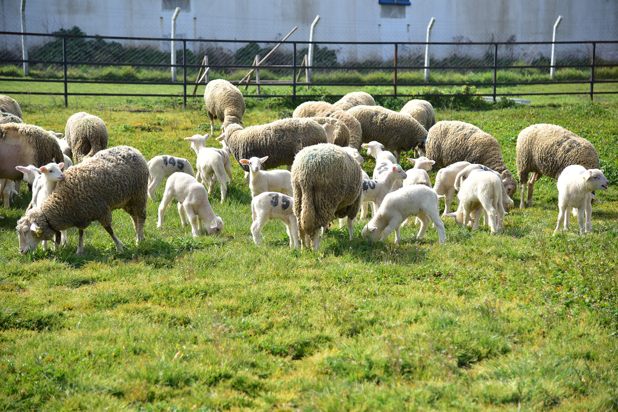 A Sign of Spring at BAÜN Experimental Farm: Lambs Reunite with Their Mothers Outdoors for the First Time