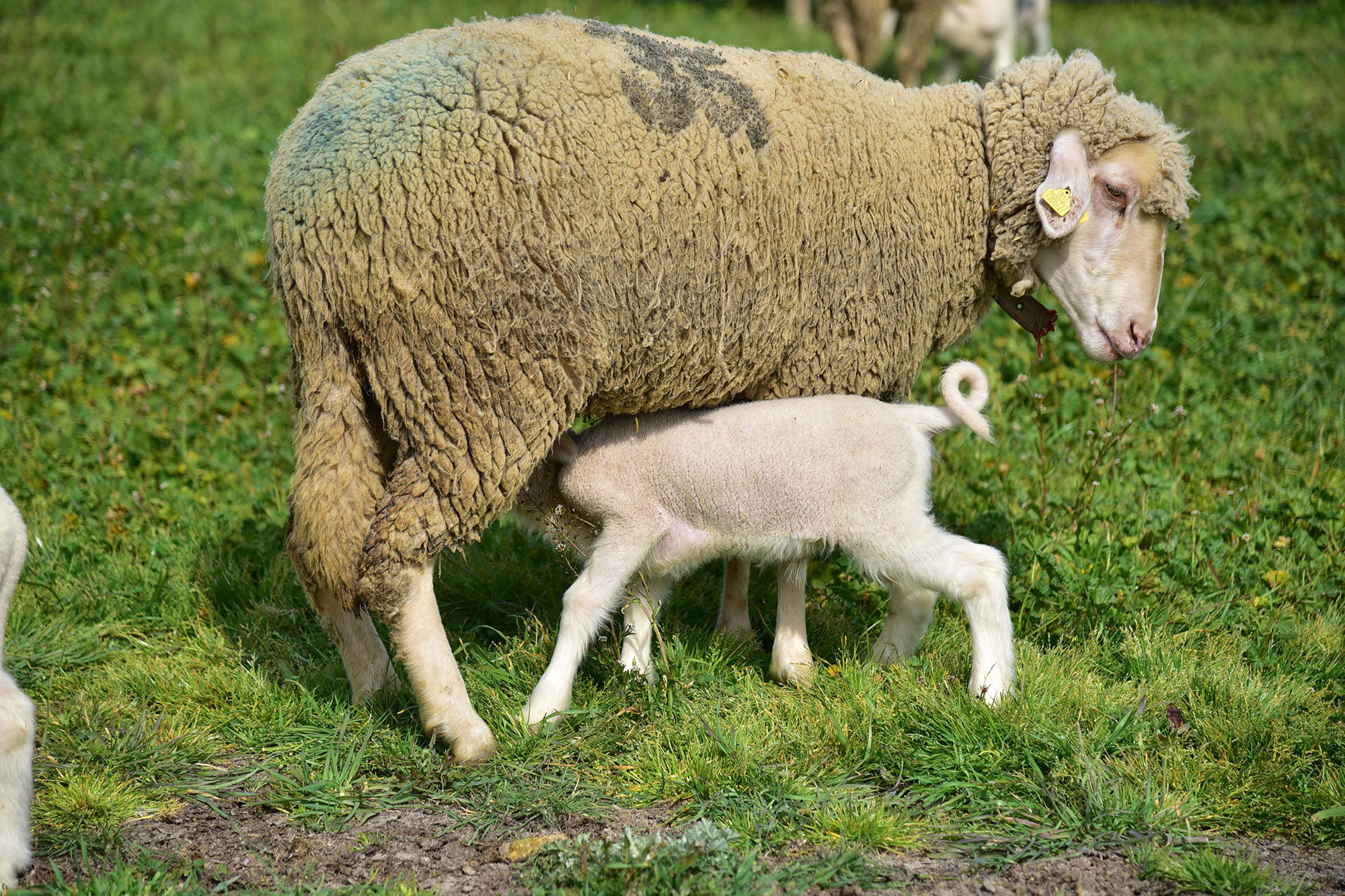 A Sign of Spring at BAÜN Experimental Farm: Lambs Reunite with Their Mothers Outdoors for the First Time 5