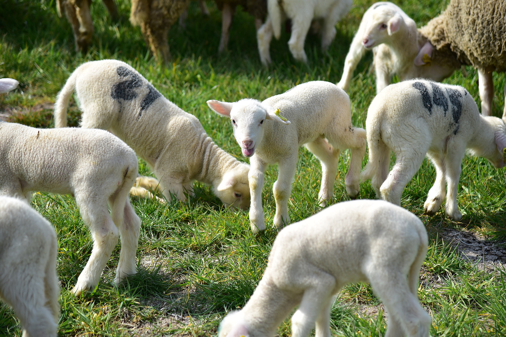 A Sign of Spring at BAÜN Experimental Farm: Lambs Reunite with Their Mothers Outdoors for the First Time 7
