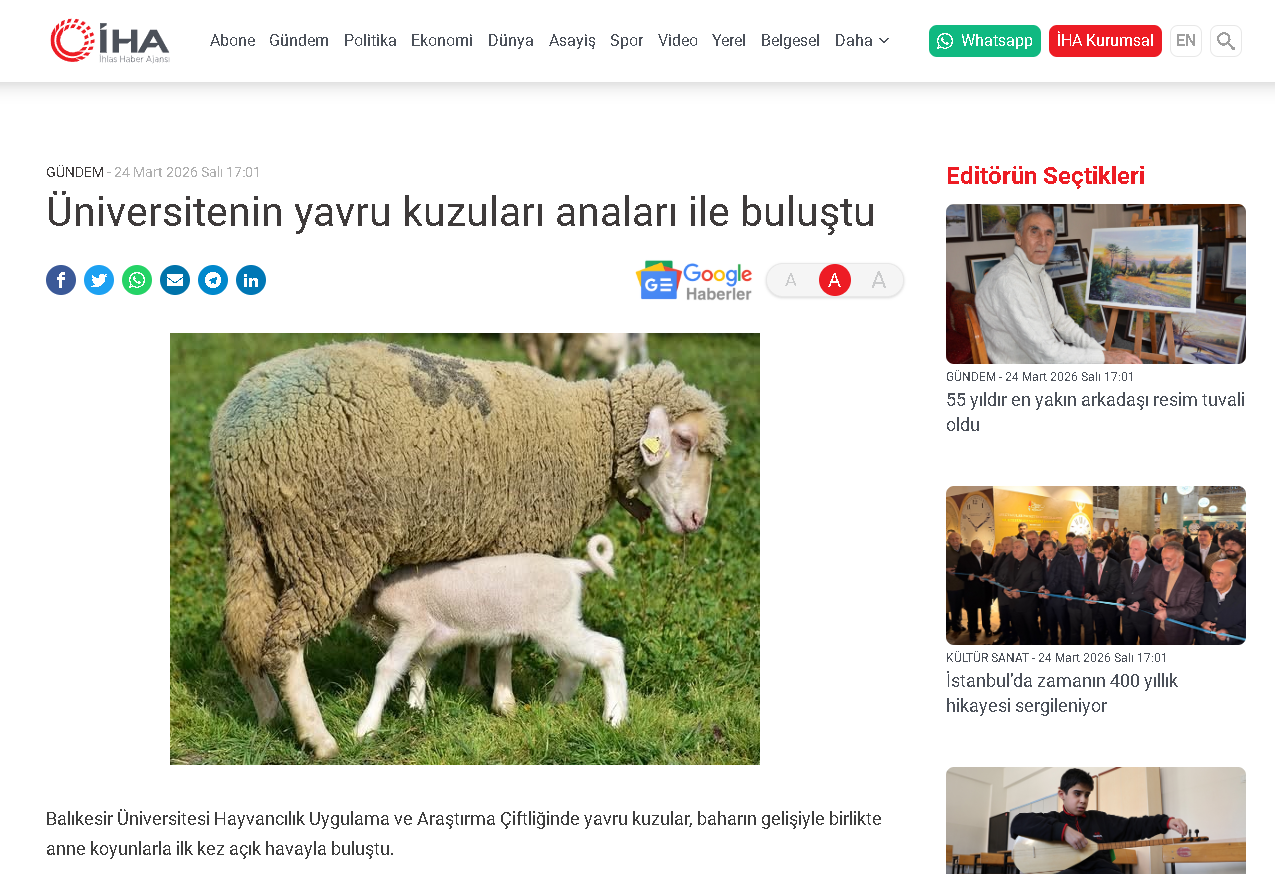 Üniversitenin yavru kuzuları anaları ile buluştu