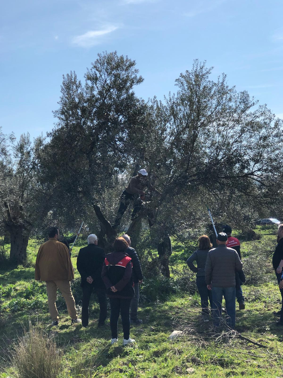 Applied Olive Training for Students from Edremit District Agriculture Directorate 2