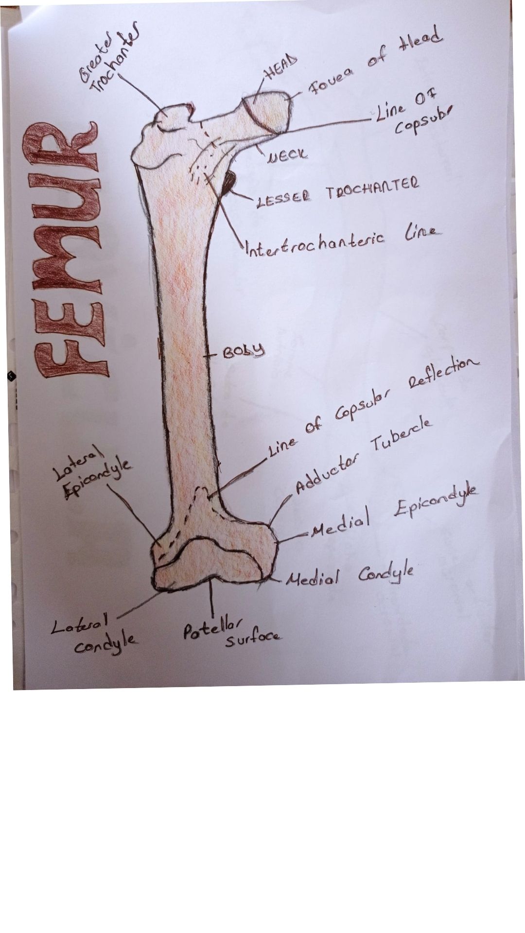 Sanatsal Anatomi Çizim Çalışmaları-3 2
