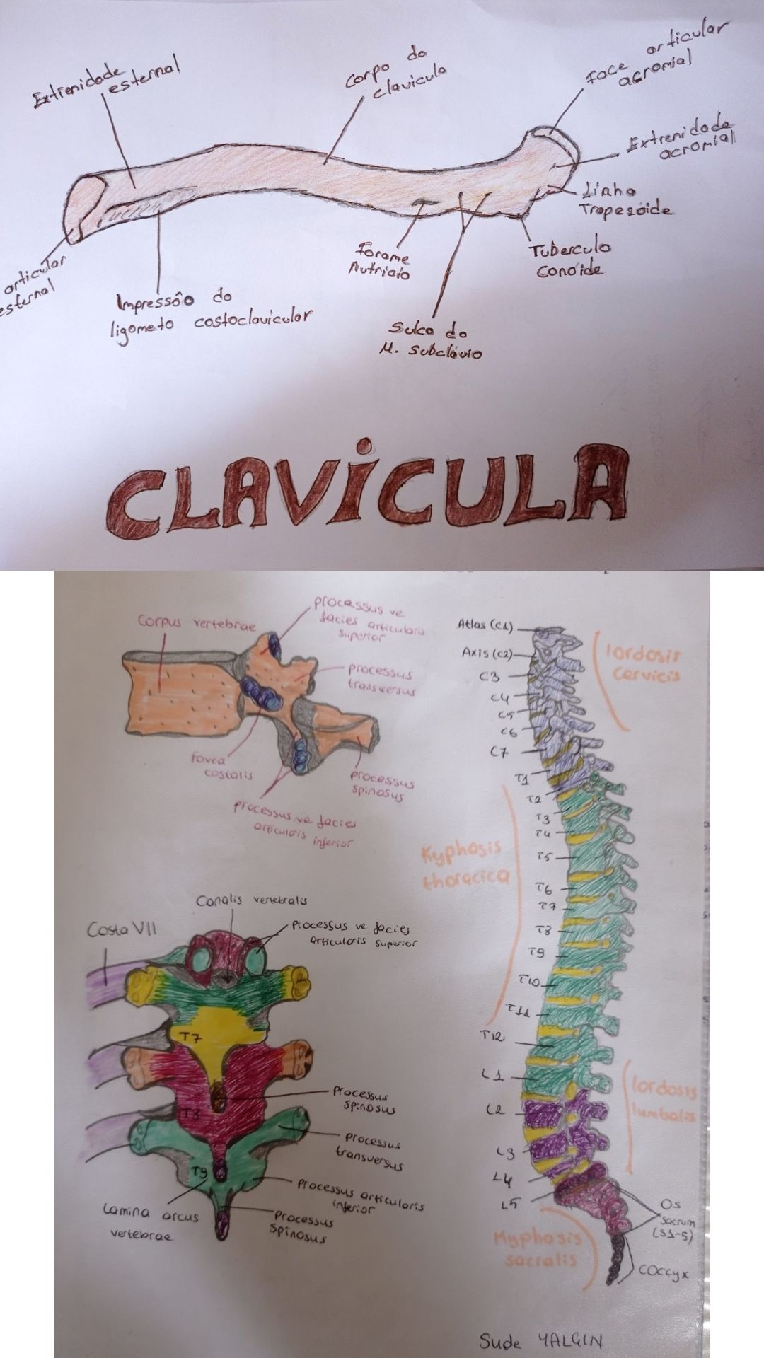 Sanatsal Anatomi Çizim Çalışmaları-1 3