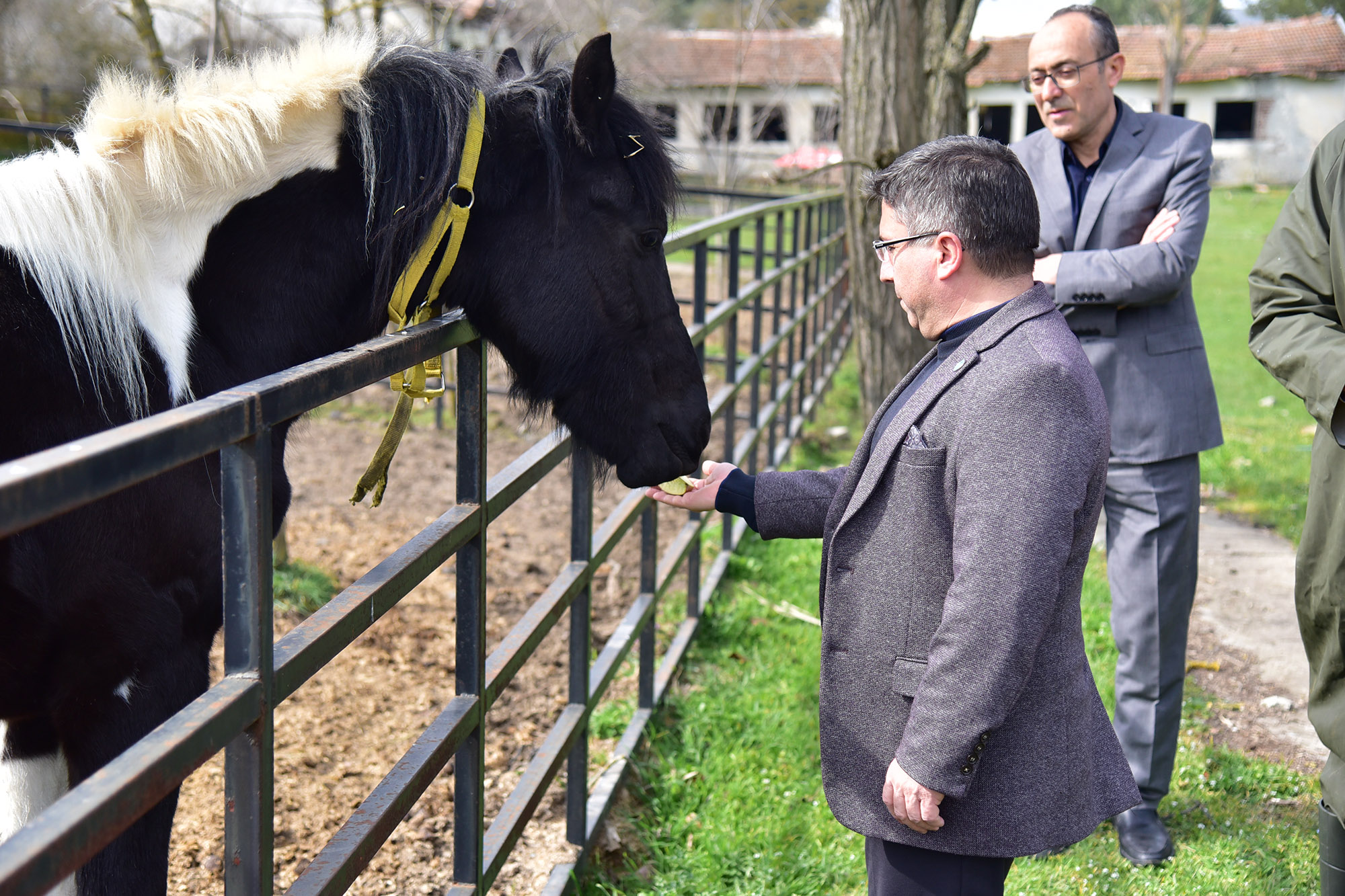 The Second Anniversary of a Scientific Achievement: Turkey’s First IVF Foal, ‘Balat’, Celebrates Another Year!
