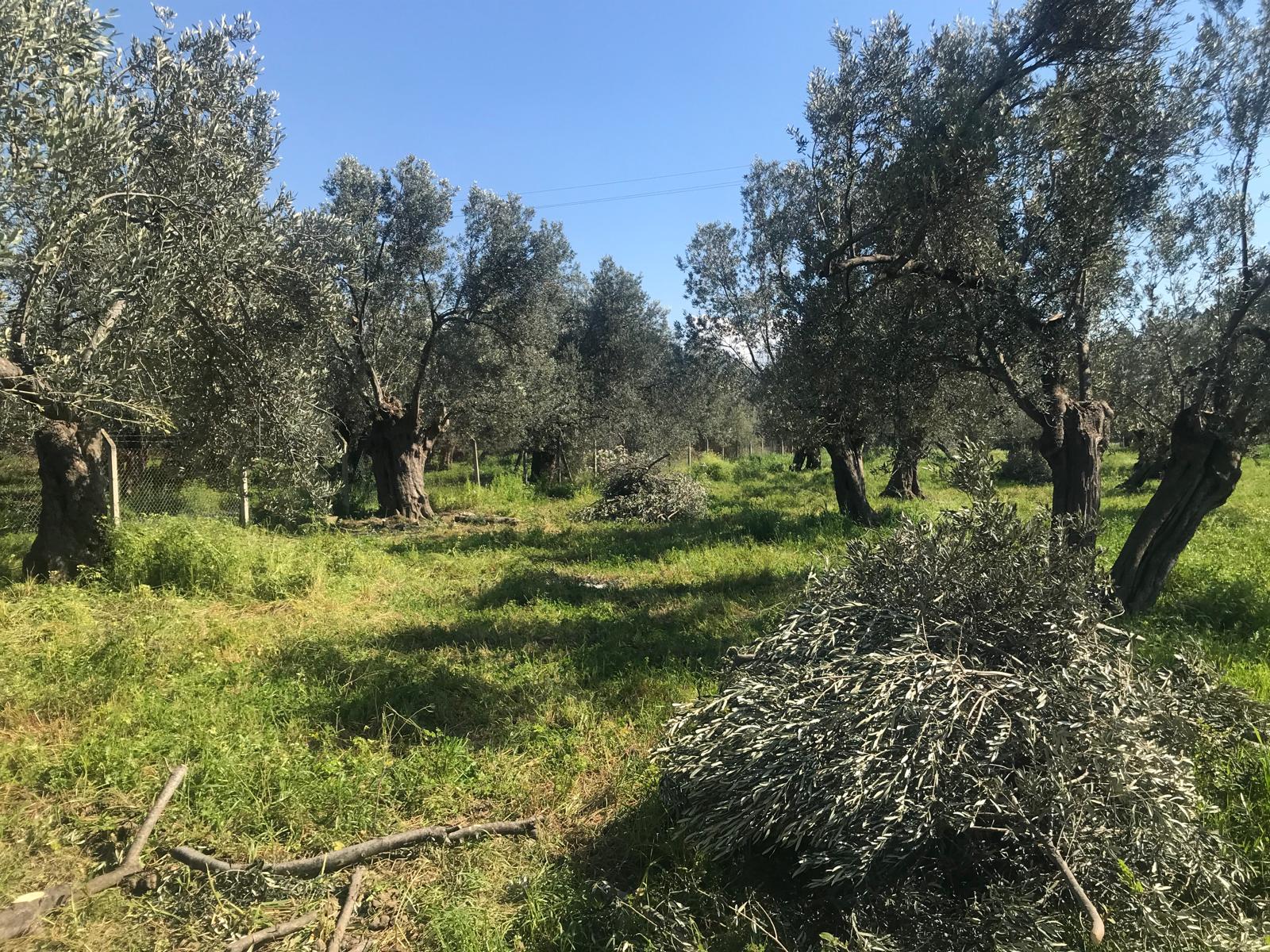 Zeytin Ağaçları Bakımı Yapıldı 4