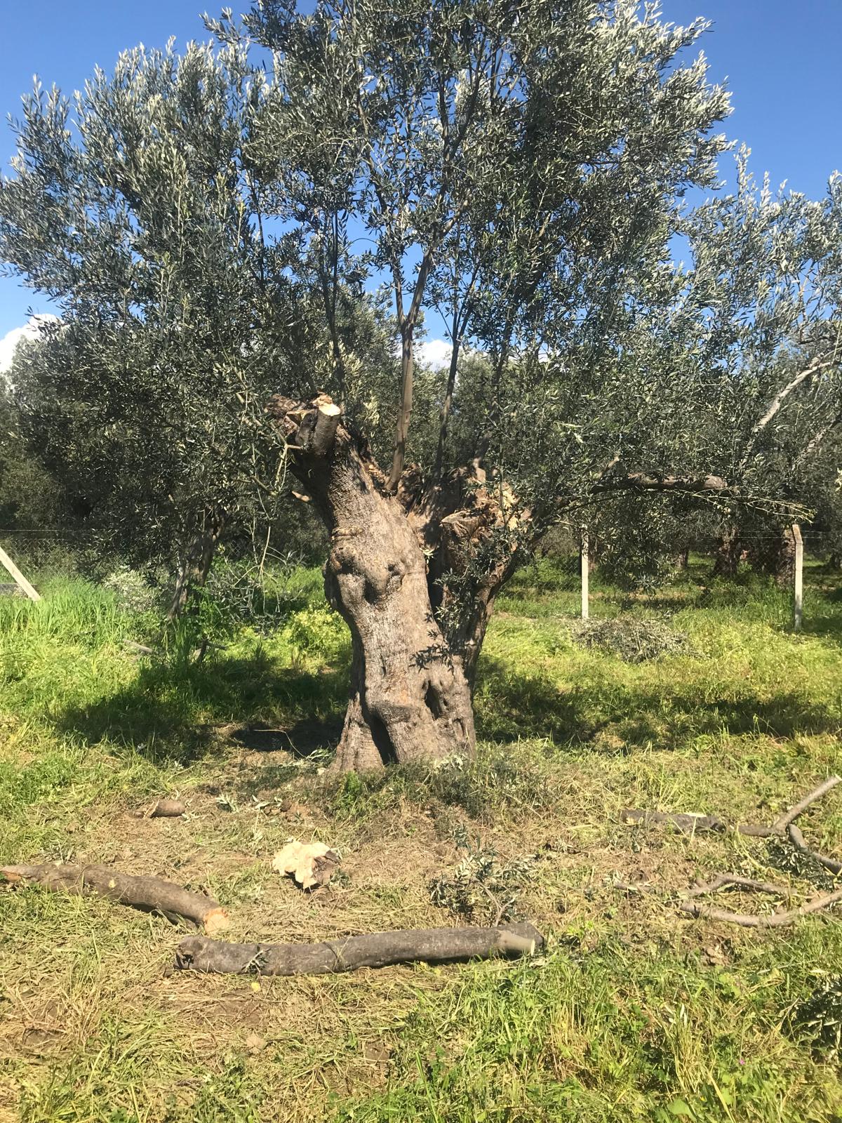 Zeytin Ağaçları Bakımı Yapıldı 3