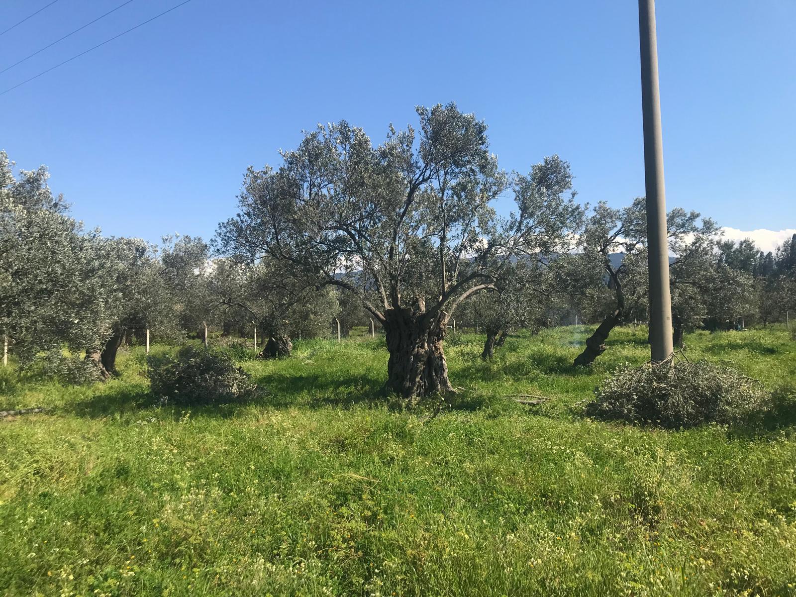 Zeytin Ağaçları Bakımı Yapıldı 2
