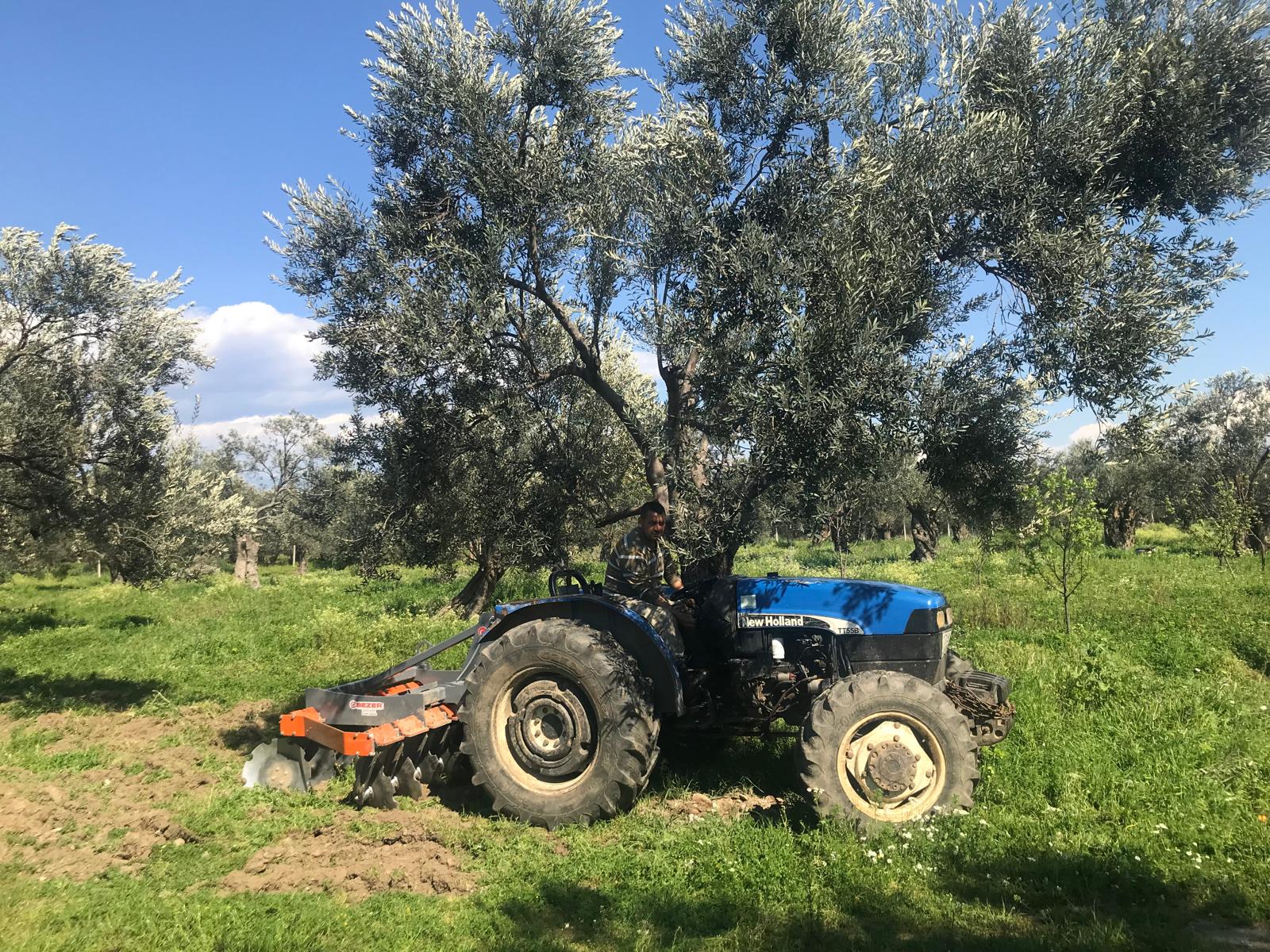Zeytin Ağaçları Bakımı Yapıldı 5