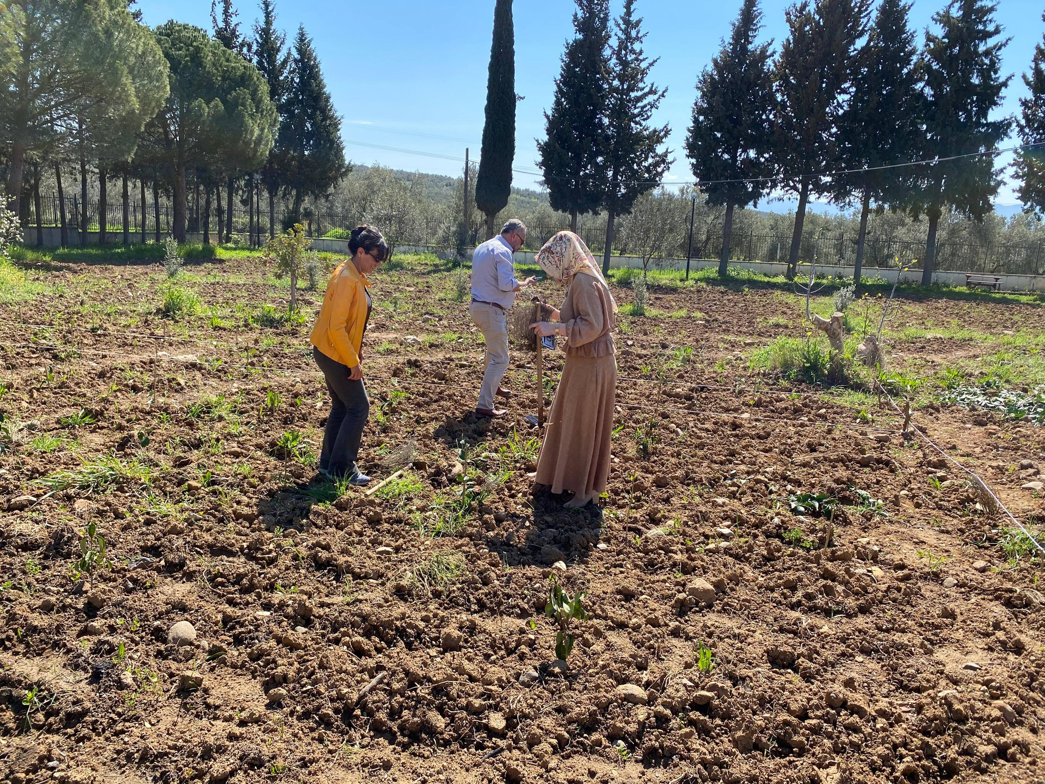Adding Value to the Soil: Our Lavenders Meet the Earth 8