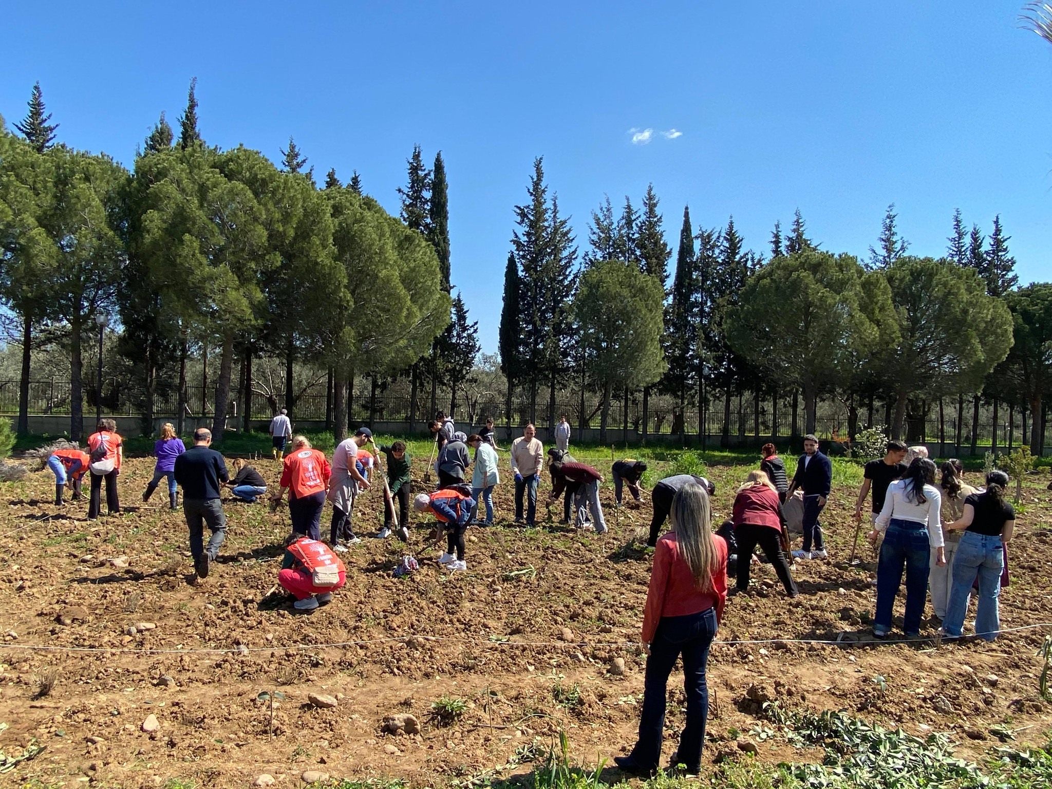 Adding Value to the Soil: Our Lavenders Meet the Earth 6