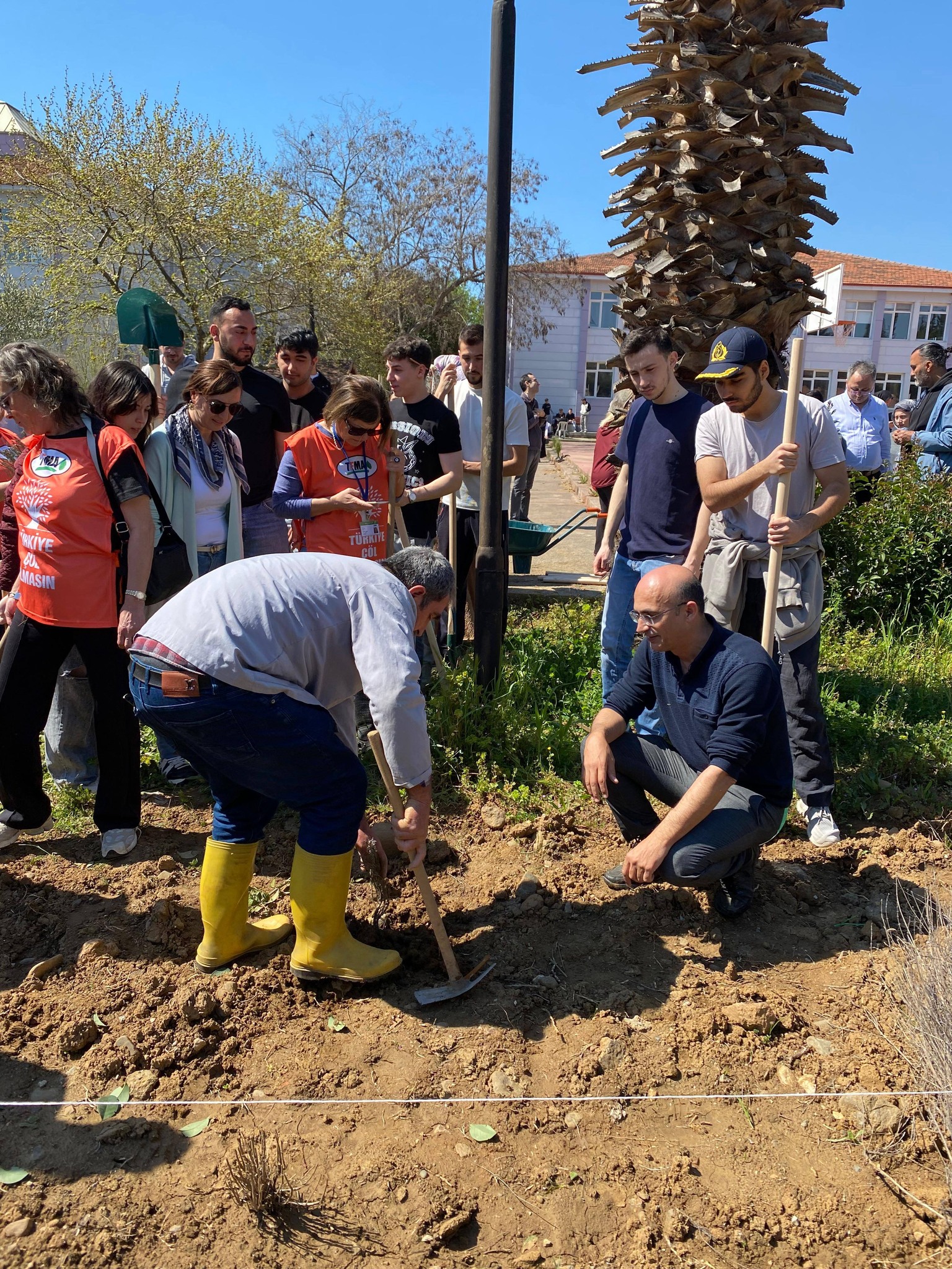 Adding Value to the Soil: Our Lavenders Meet the Earth 9