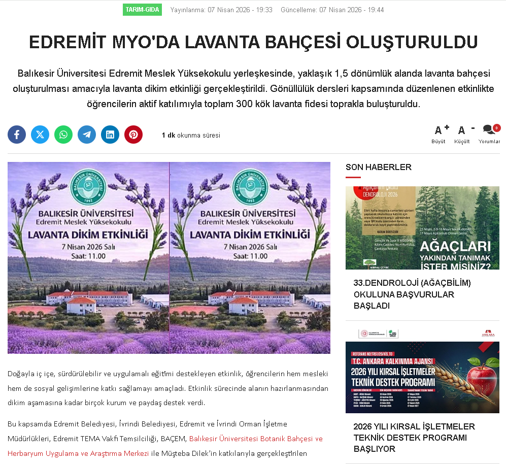EDREMİT MYO'DA LAVANTA BAHÇESİ OLUŞTURULDU