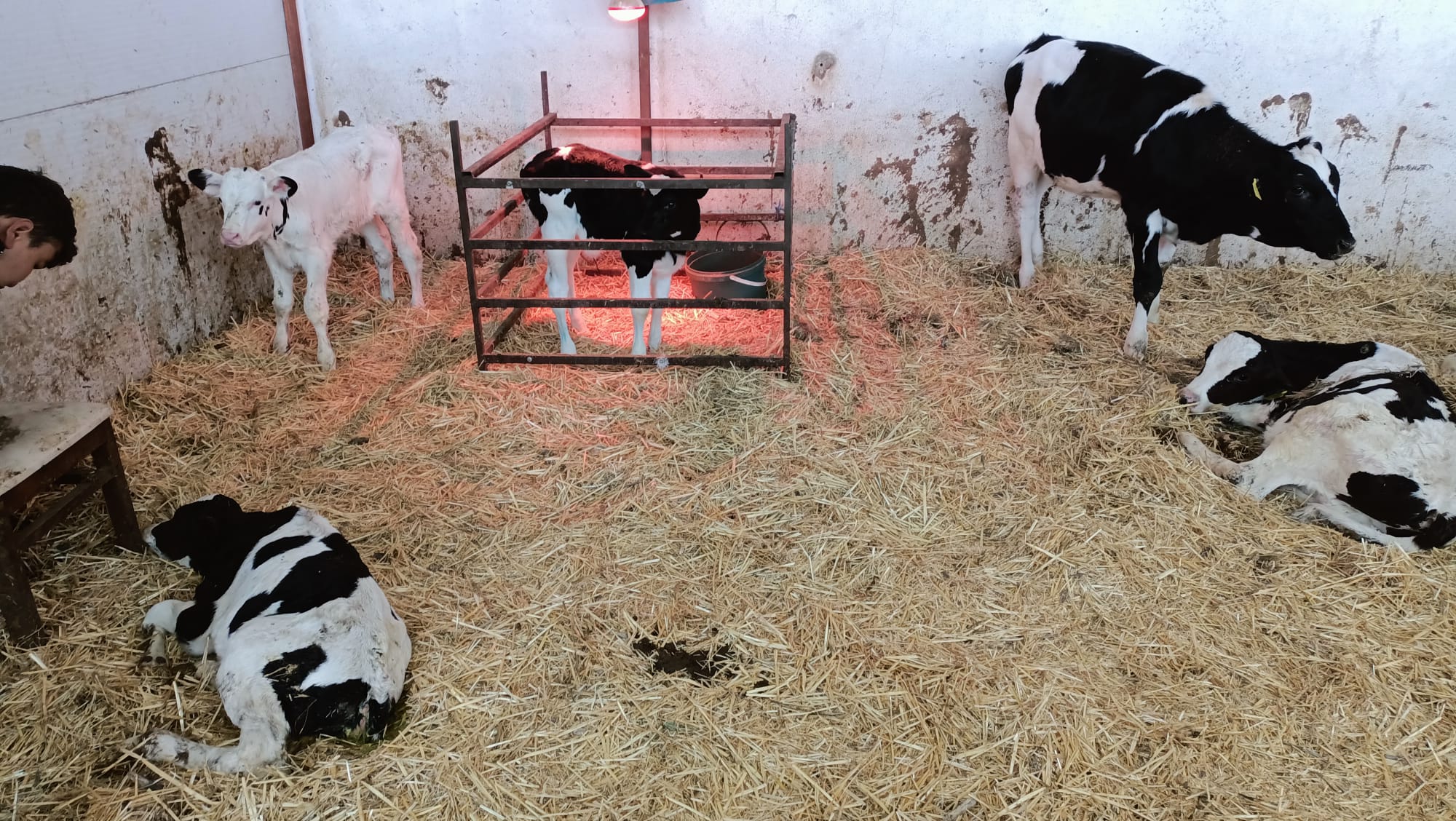 On-site Assessment Visit to a Cattle Farm by Our Faculty 4