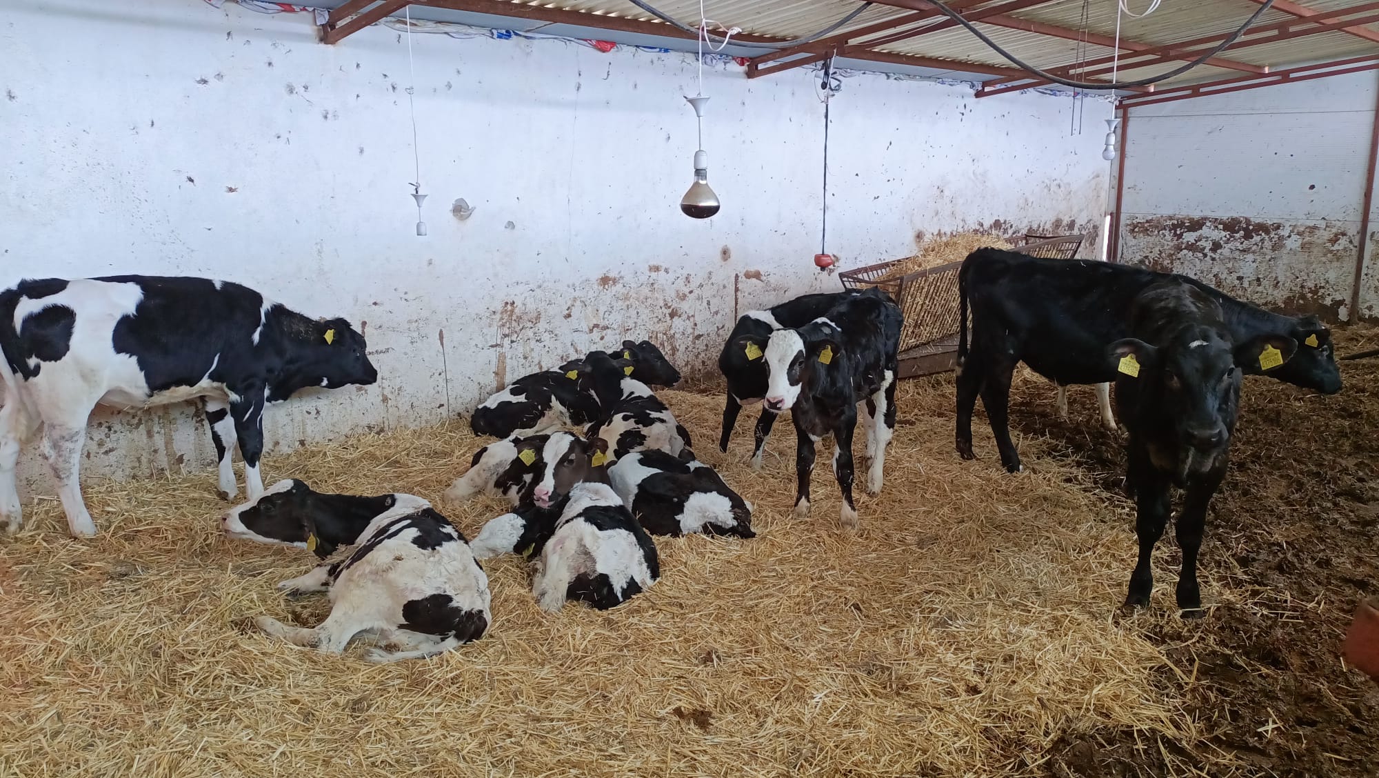 On-site Assessment Visit to a Cattle Farm by Our Faculty 5