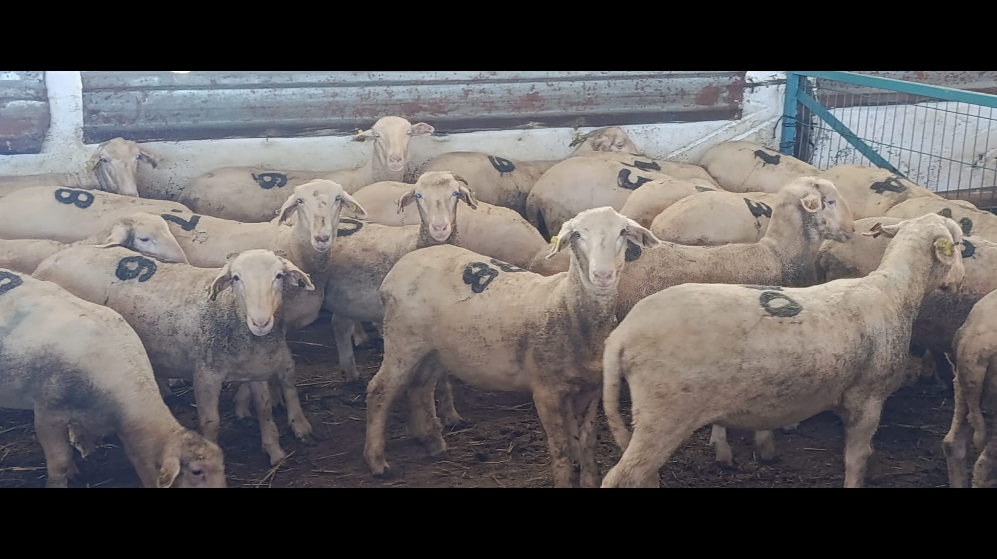 BAUN HUAM'da Kurbanlık Satışları Devam Ediyor 2