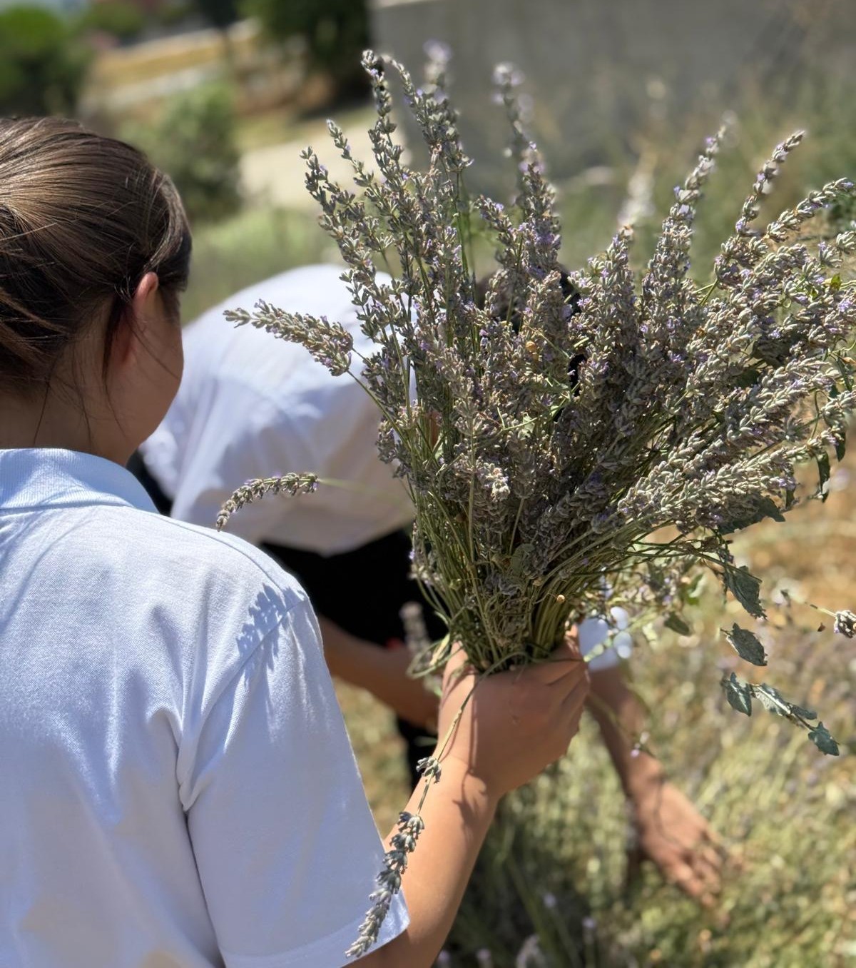 BAÜN Burhaniye Uygulamalı Bilimler Fakültesinde “Lavanta Kokulu Okul” Hasat Etkinliği Düzenlendi 3