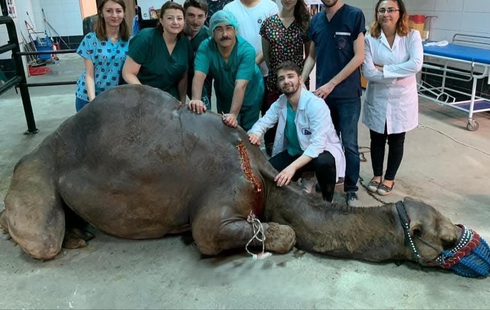 BAÜN Veterinary Faculty and Animal Hospital Is A Healing Center 6