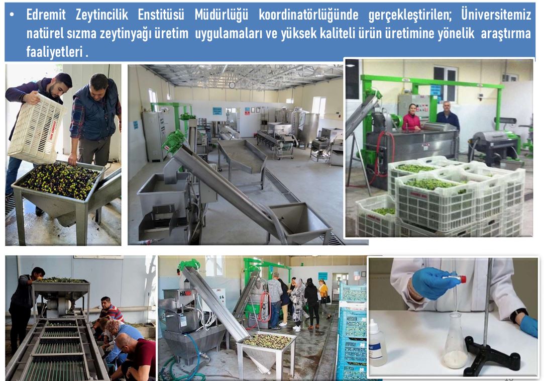 Natürel Sızma Zeytinyağı Üretim Faaliyetleri