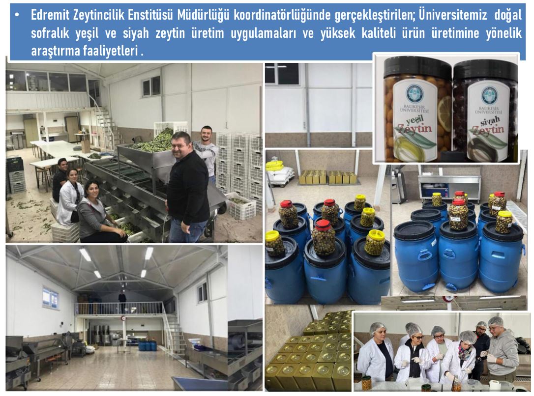 Doğal Sofralık Zeytin Üretim Uygulamaları