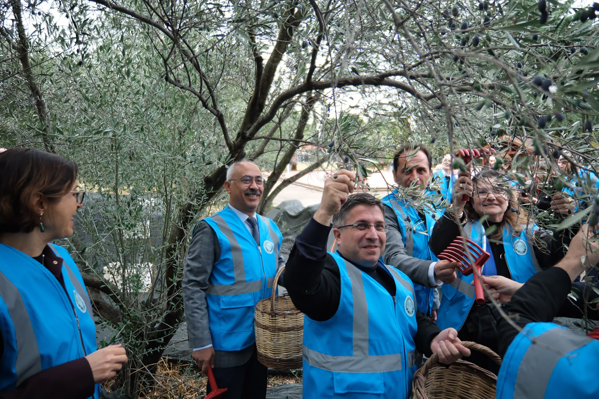 Balıkesir Üniversitesinde I. Akademik Zeytin Hasat Şenliği Düzenlendi 9