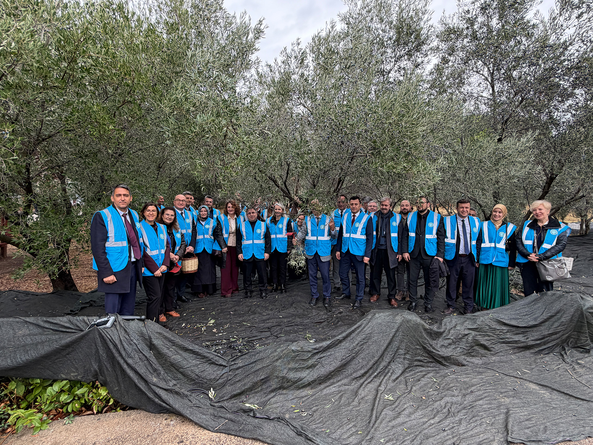 Balıkesir Üniversitesinde I. Akademik Zeytin Hasat Şenliği Düzenlendi 4