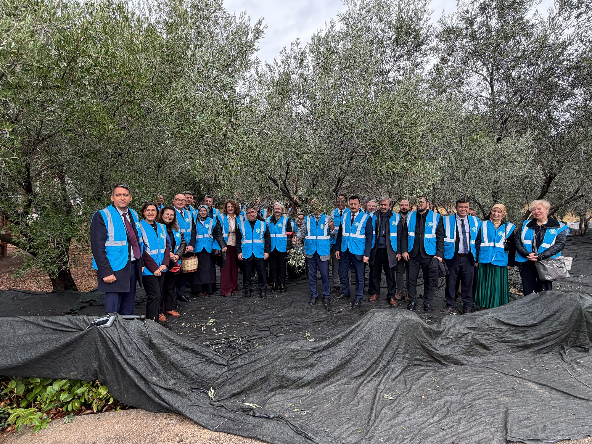Balıkesir Üniversitesinde I. Akademik Zeytin Hasat Şenliği Yoğun Katılımla Gerçekleştirildi 4
